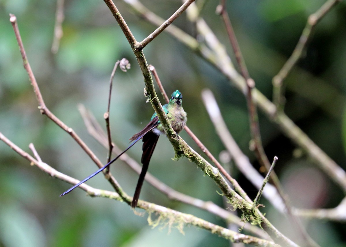 Violet-tailed Sylph - ML613110779