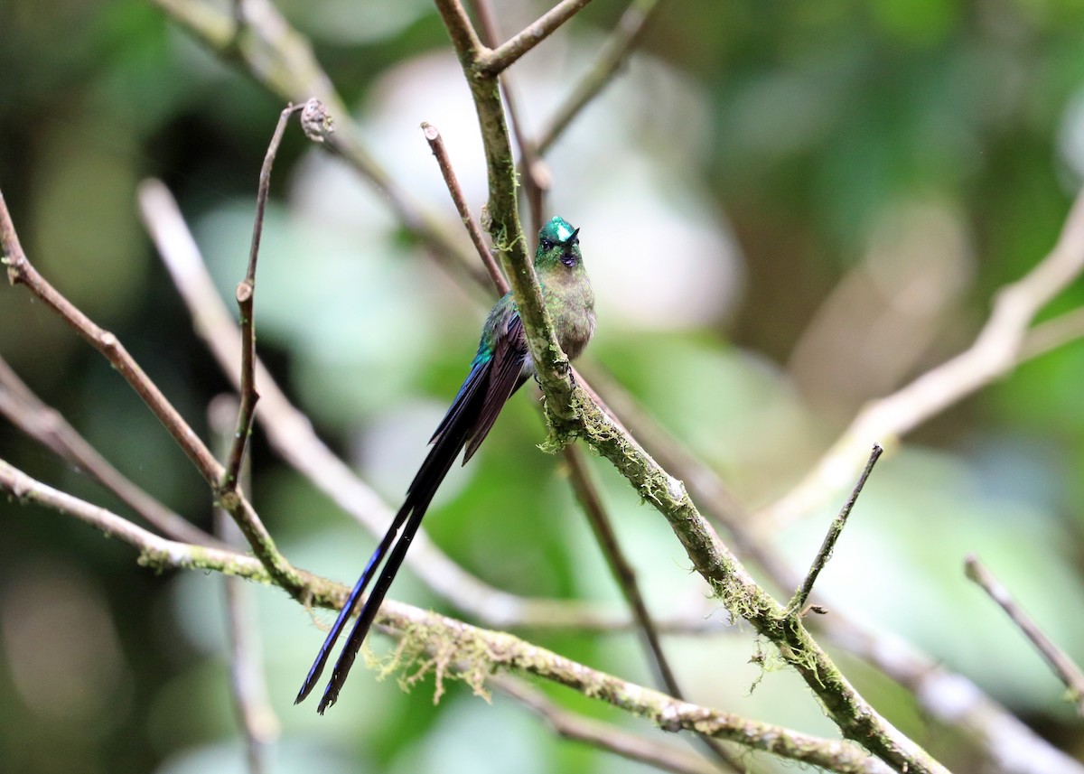 Violet-tailed Sylph - ML613110780