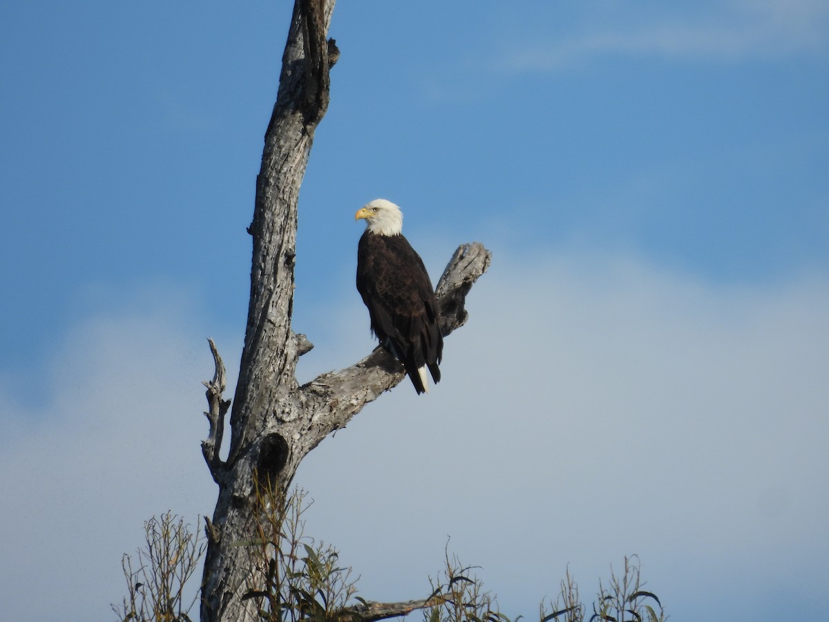 Bald Eagle - Paolo Matteucci