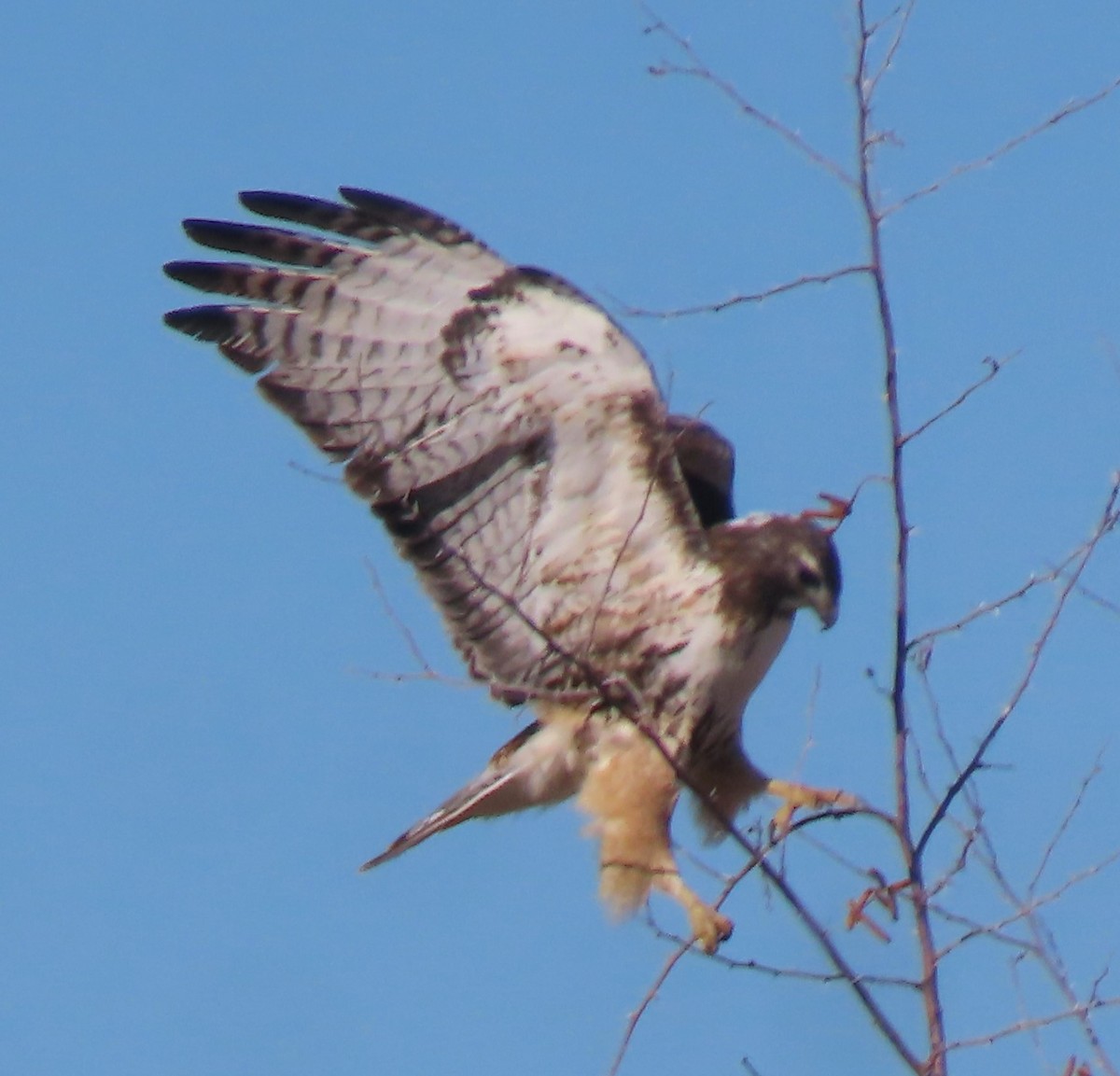 Red-tailed Hawk - ML613110937