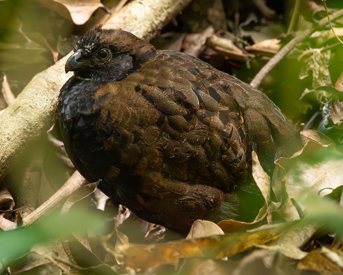 Black-breasted Wood-Quail - ML613110989