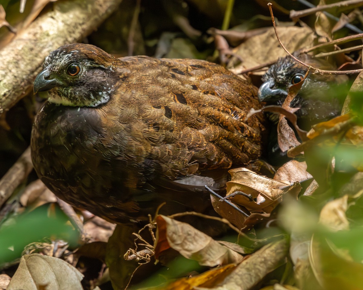 Black-breasted Wood-Quail - ML613110998