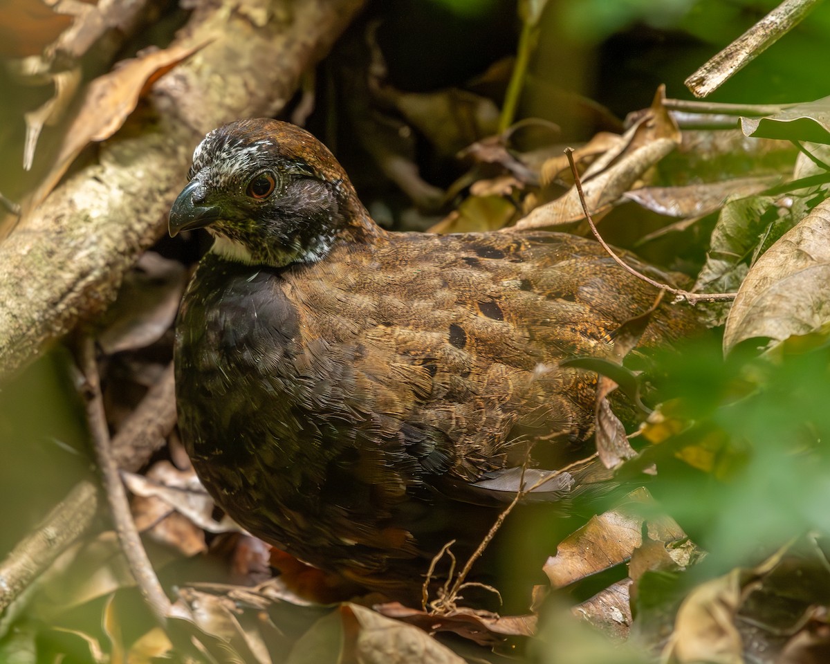 Black-breasted Wood-Quail - ML613111001