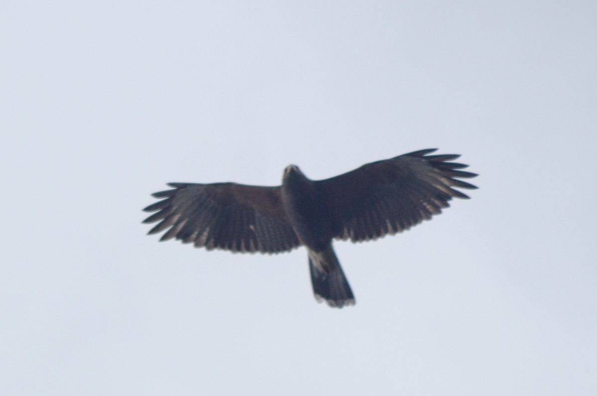 Harris's Hawk - ML613111031