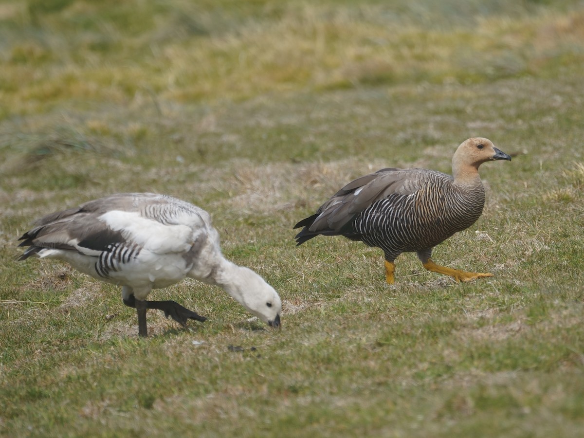 Upland Goose - Merryl Edelstein