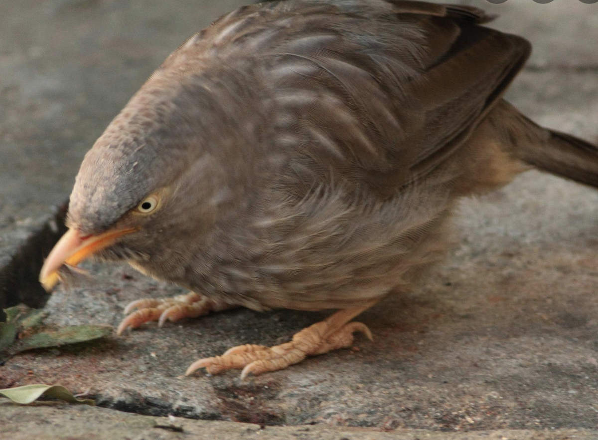 Jungle Babbler - ML613111078