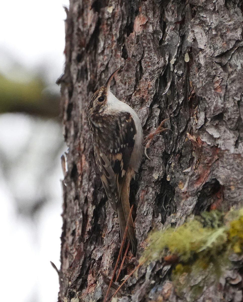 Brown Creeper - ML613111105