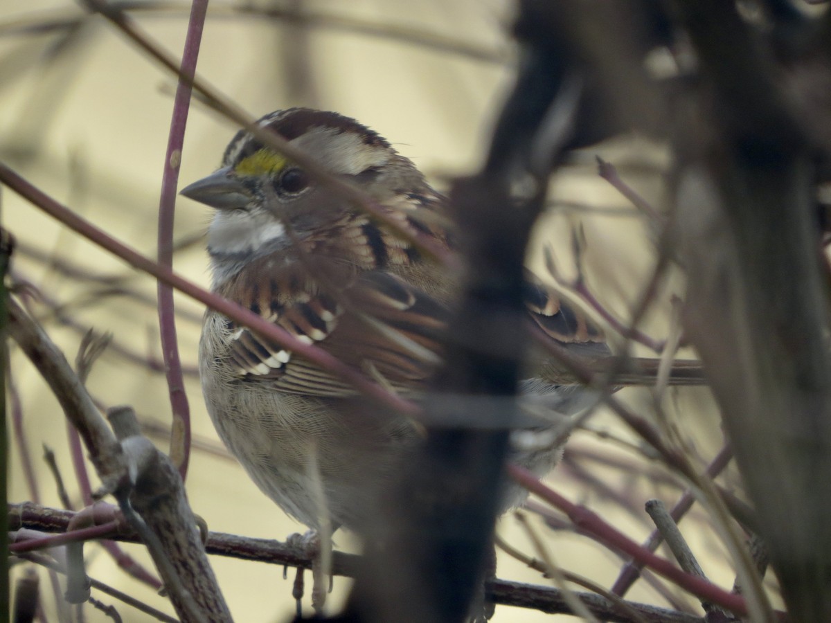 White-throated Sparrow - ML613111117