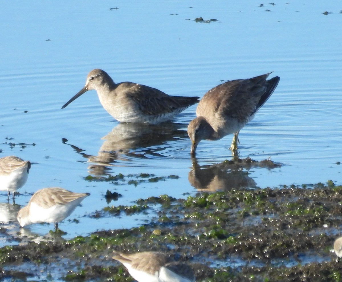 kortnebbekkasinsnipe/langnebbekkasinsnipe - ML613111135