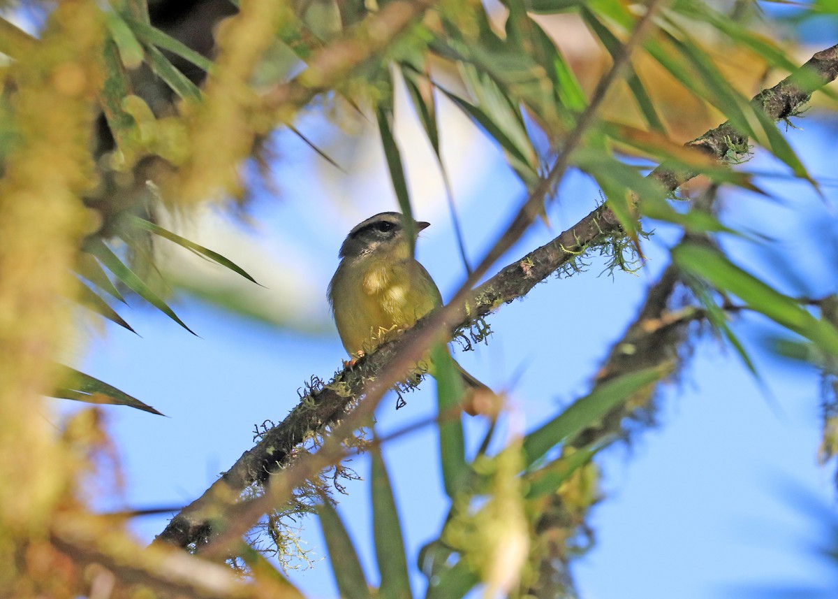 Three-banded Warbler - ML613111174