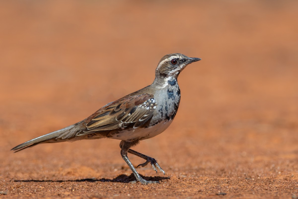 Chestnut Quail-thrush - ML613111209