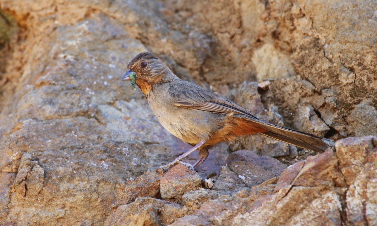 California Towhee - ML61311121