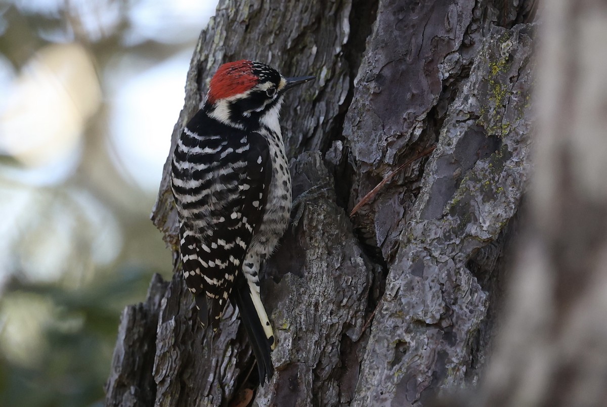 Nuttall's Woodpecker - ML613111212