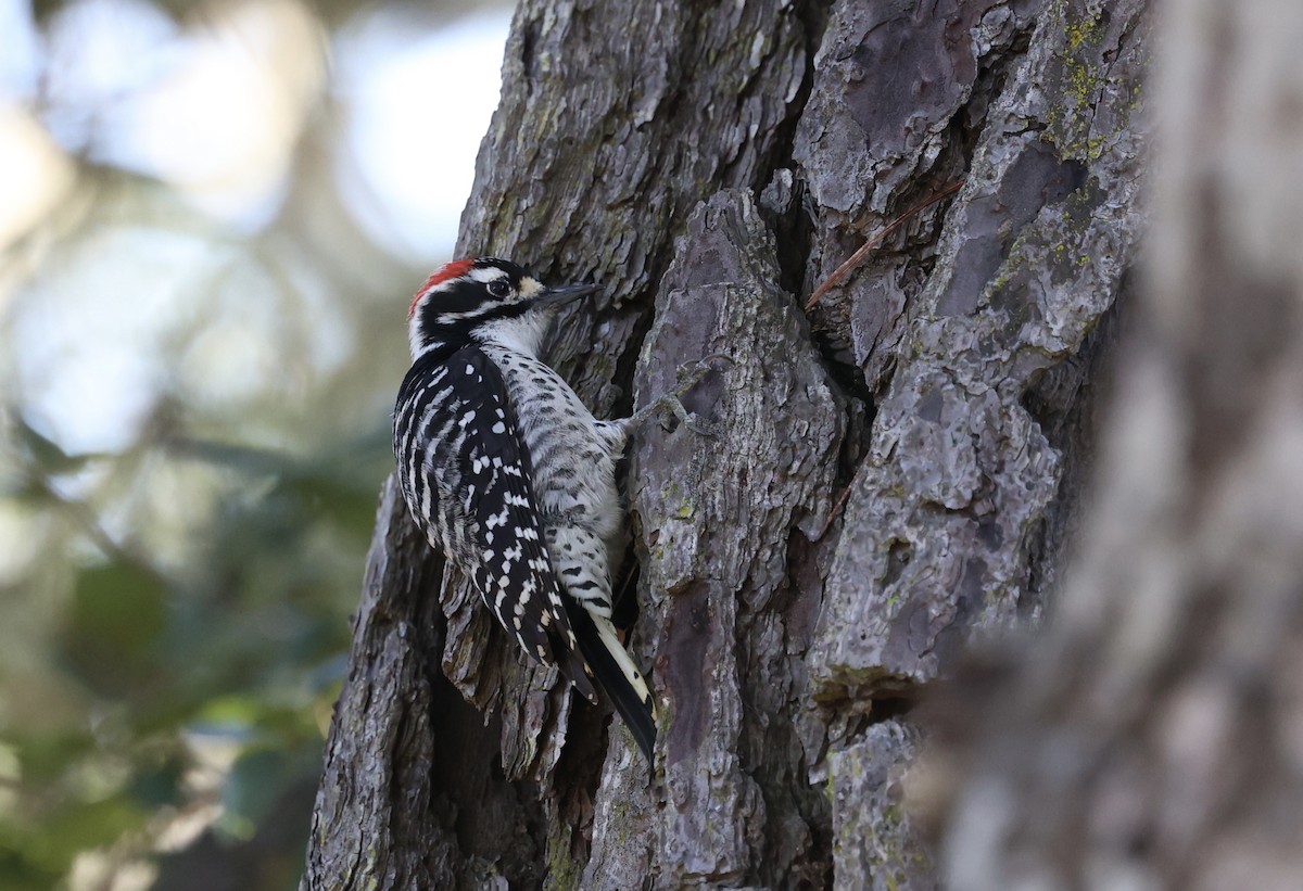 Nuttall's Woodpecker - ML613111213