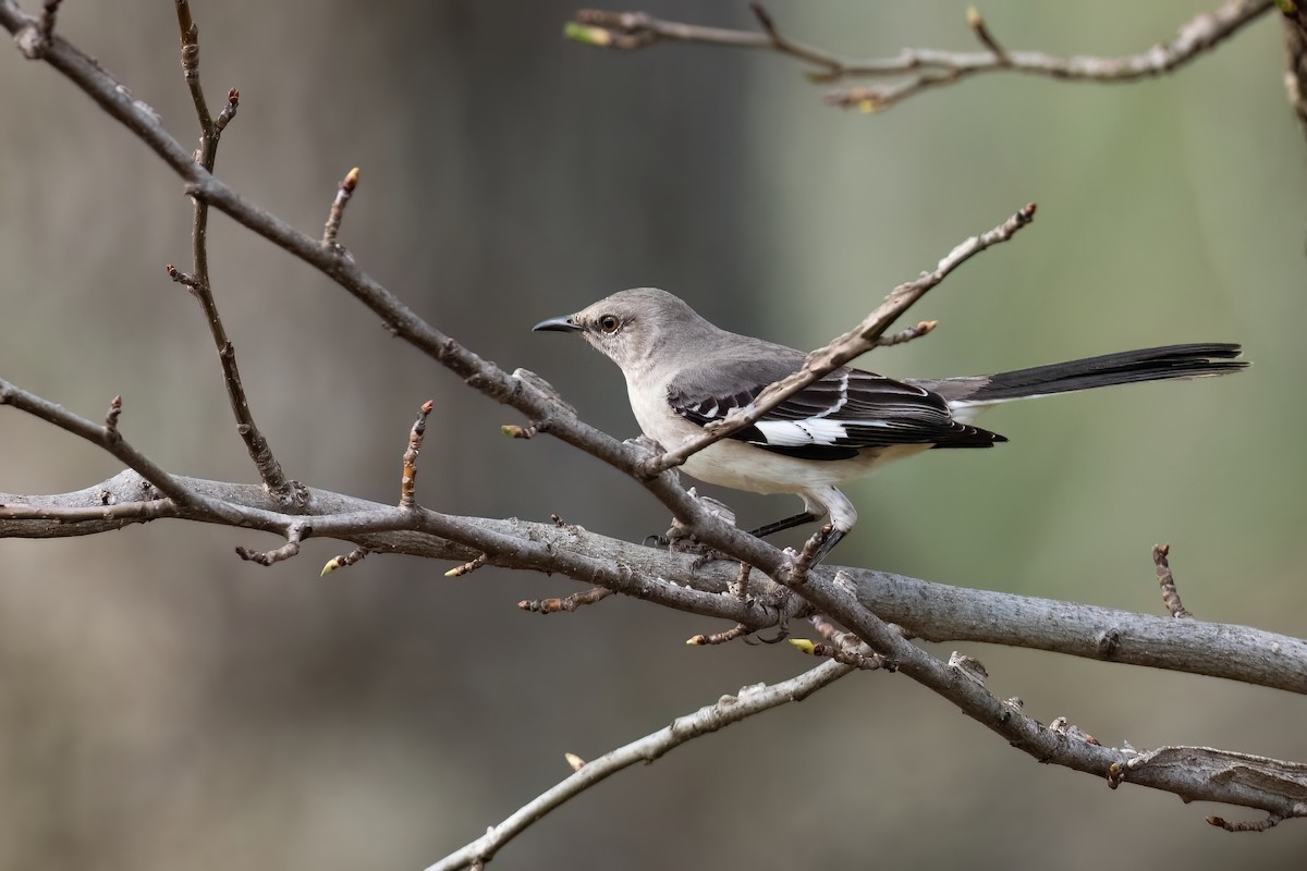 Northern Mockingbird - ML613111214