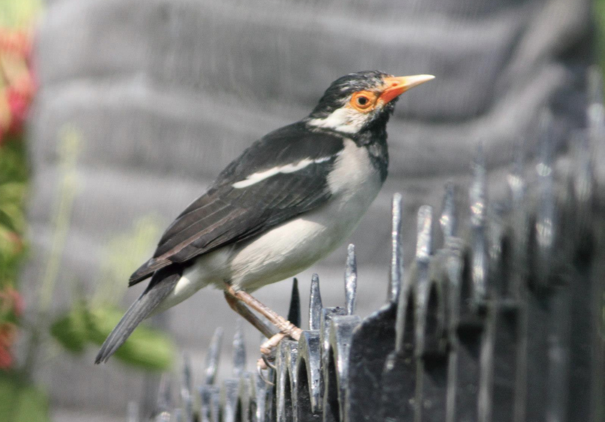 Indian Pied Starling - ML613111224