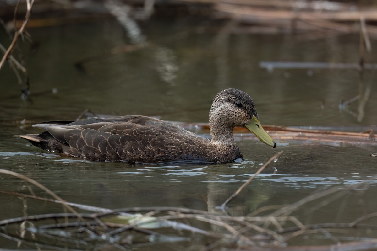 American Black Duck - ML613111310