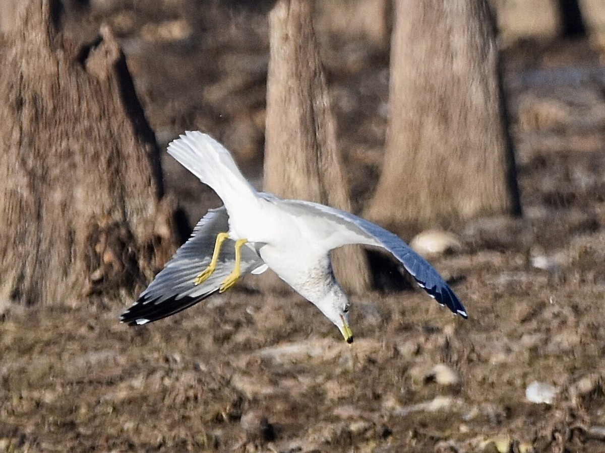 Ring-billed Gull - ML613111321