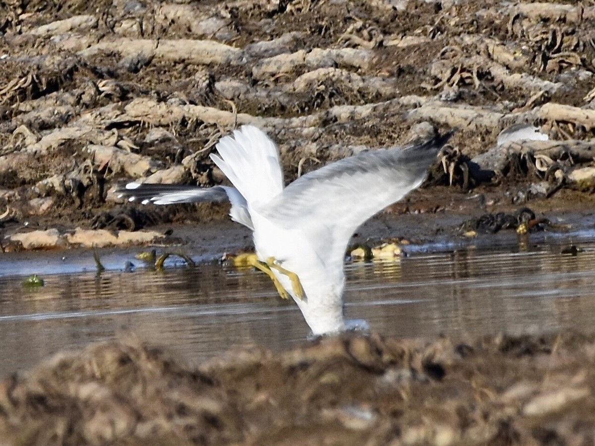 Ring-billed Gull - ML613111328