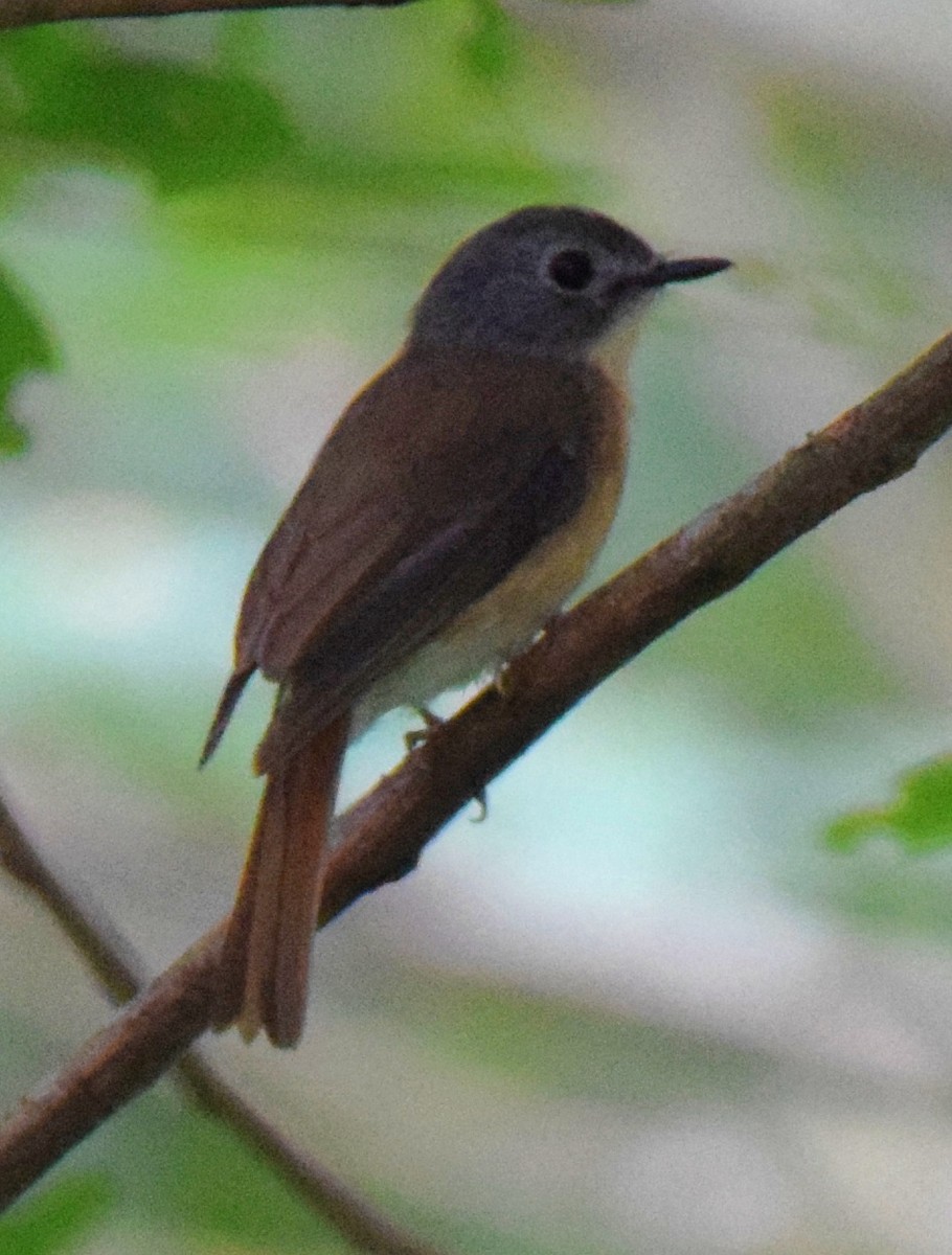 Pale-chinned Flycatcher - ML613111404