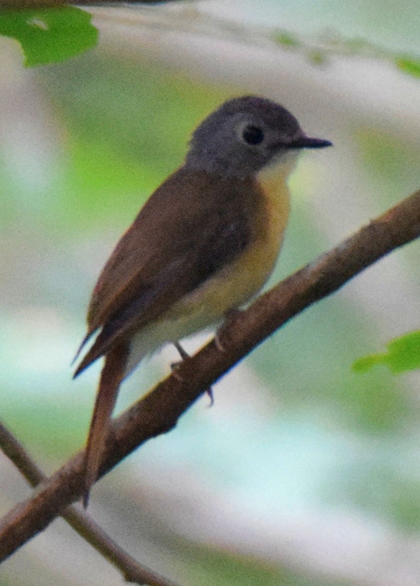 Pale-chinned Flycatcher - ML613111405
