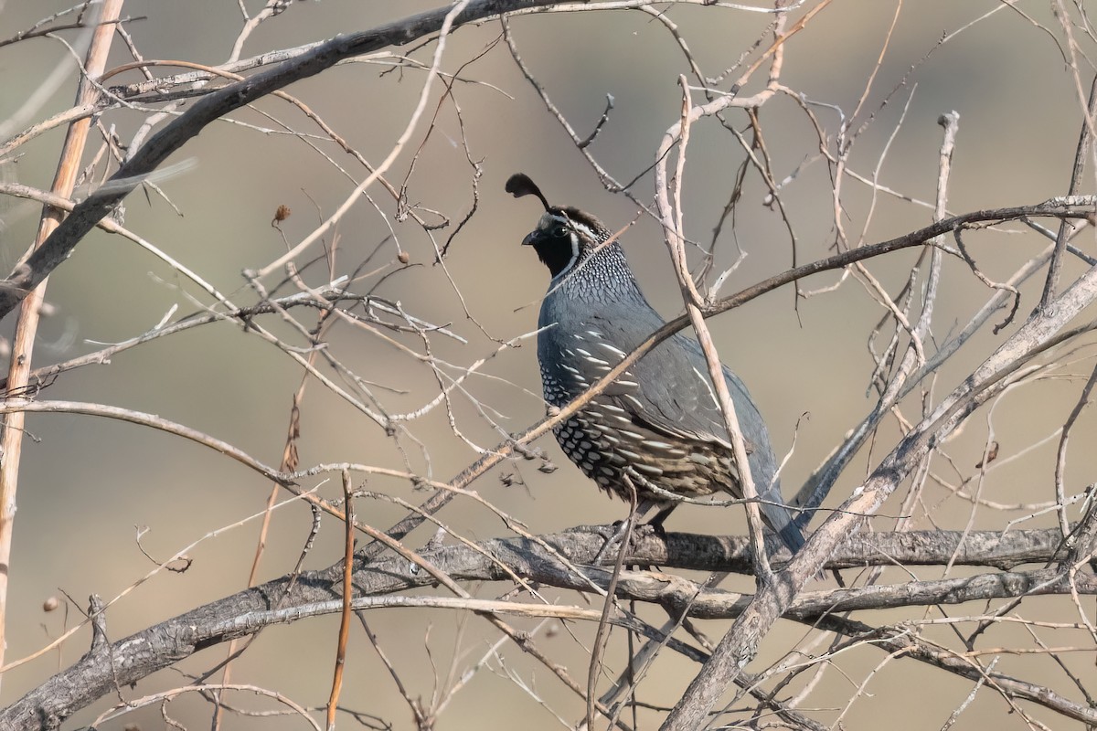 California Quail - ML613111512