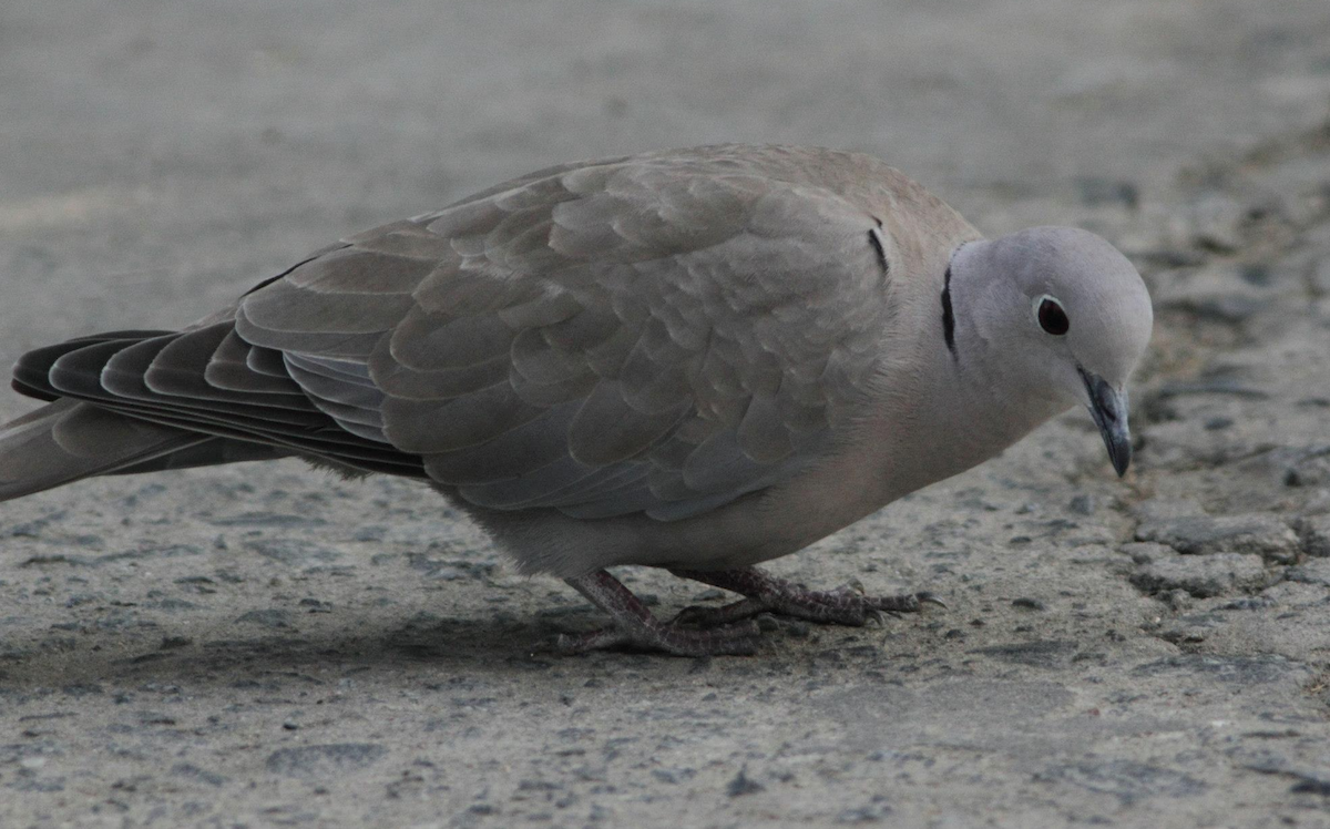 Eurasian Collared-Dove - ML613111524