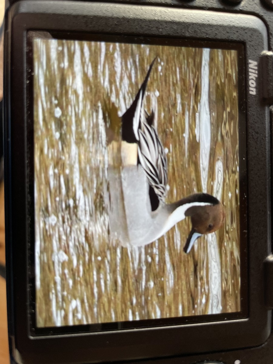 Northern Pintail - ML613111527