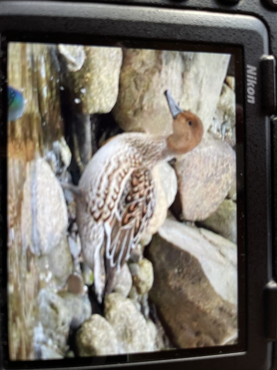 Northern Pintail - ML613111528