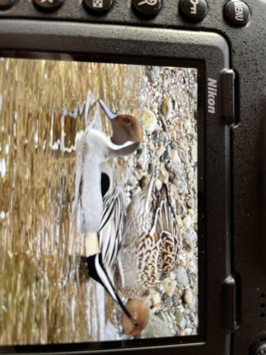 Northern Pintail - ML613111529