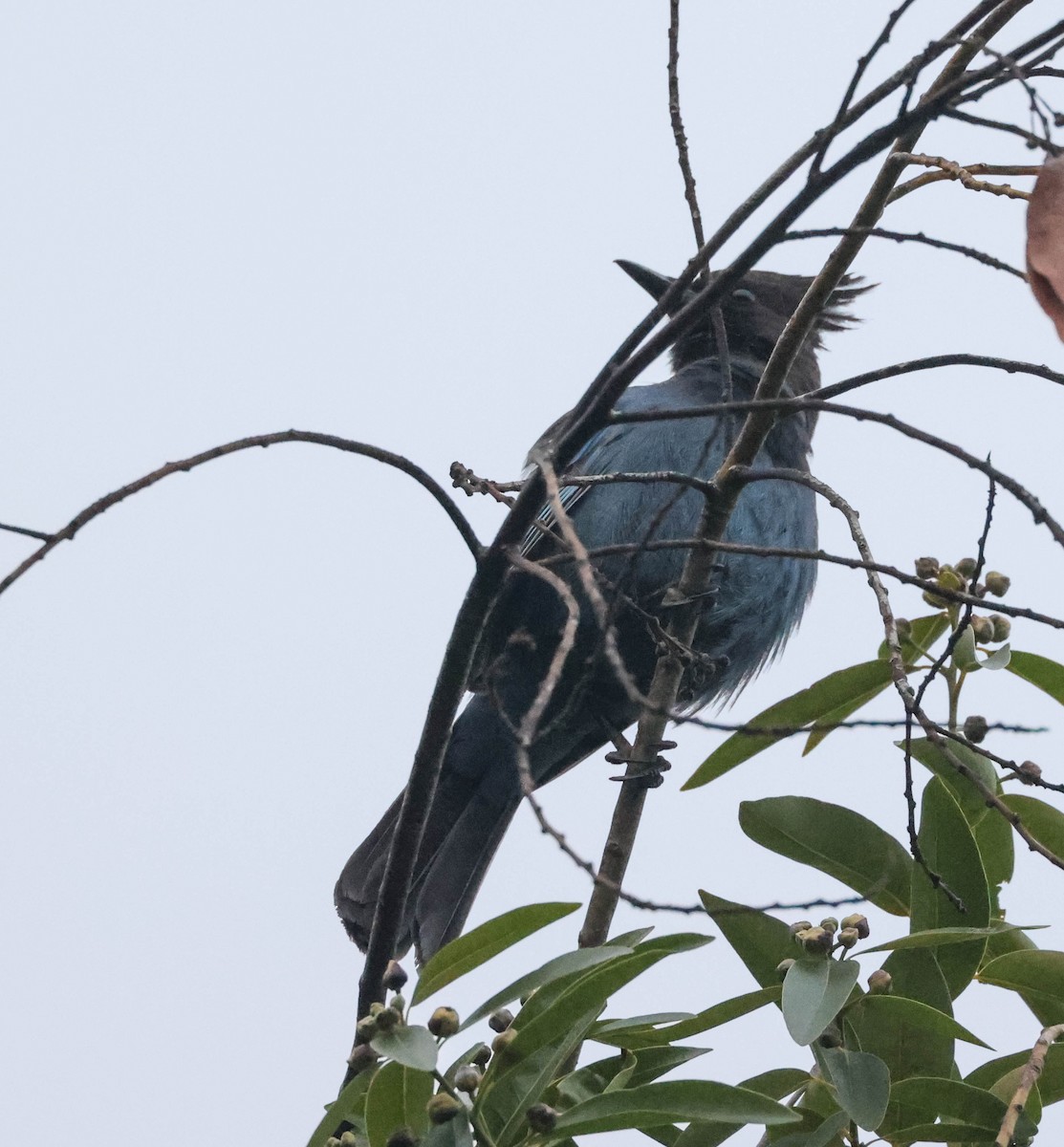 Steller's Jay - ML613111549