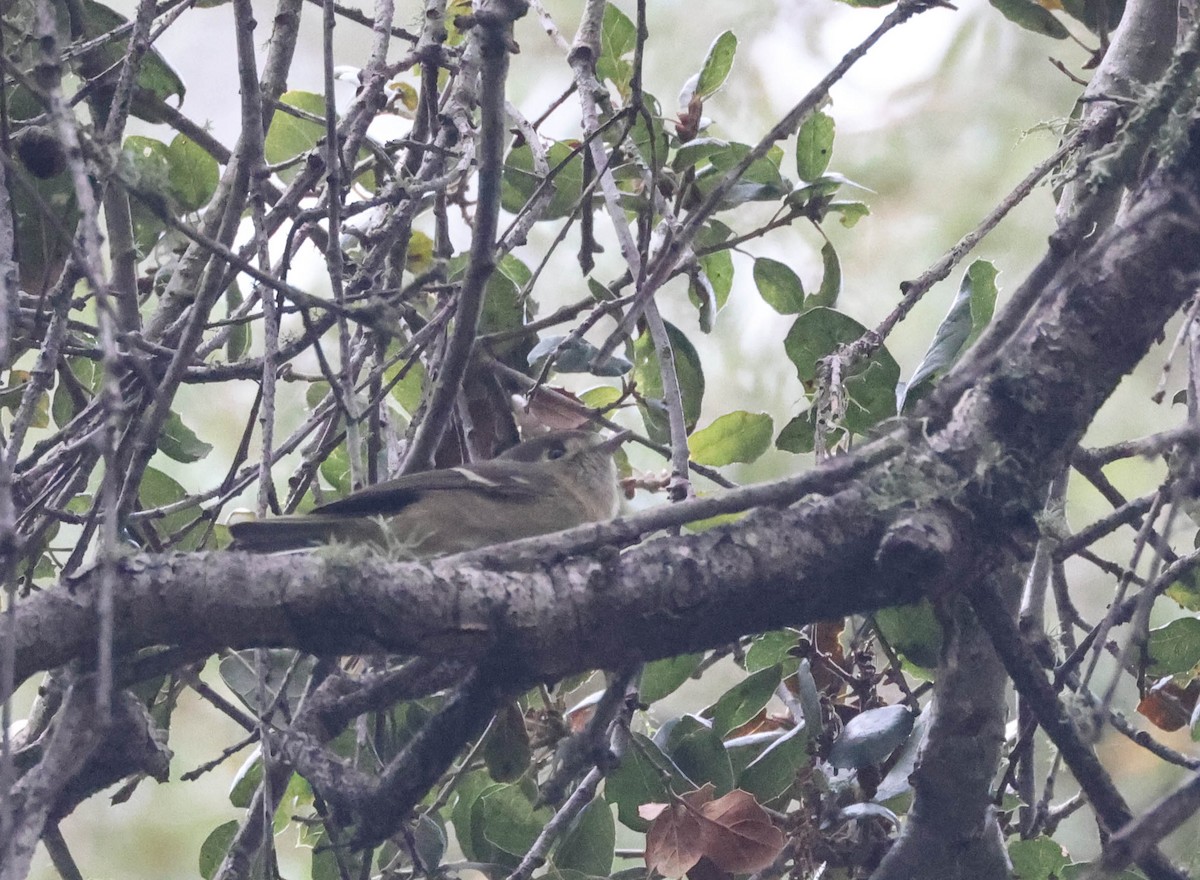 Hutton's Vireo - ML613111556