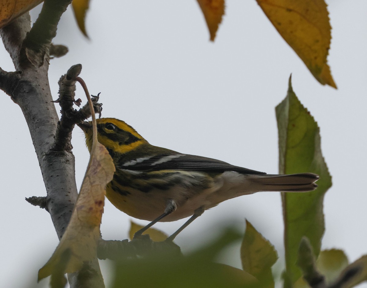 Townsend's Warbler - ML613111562