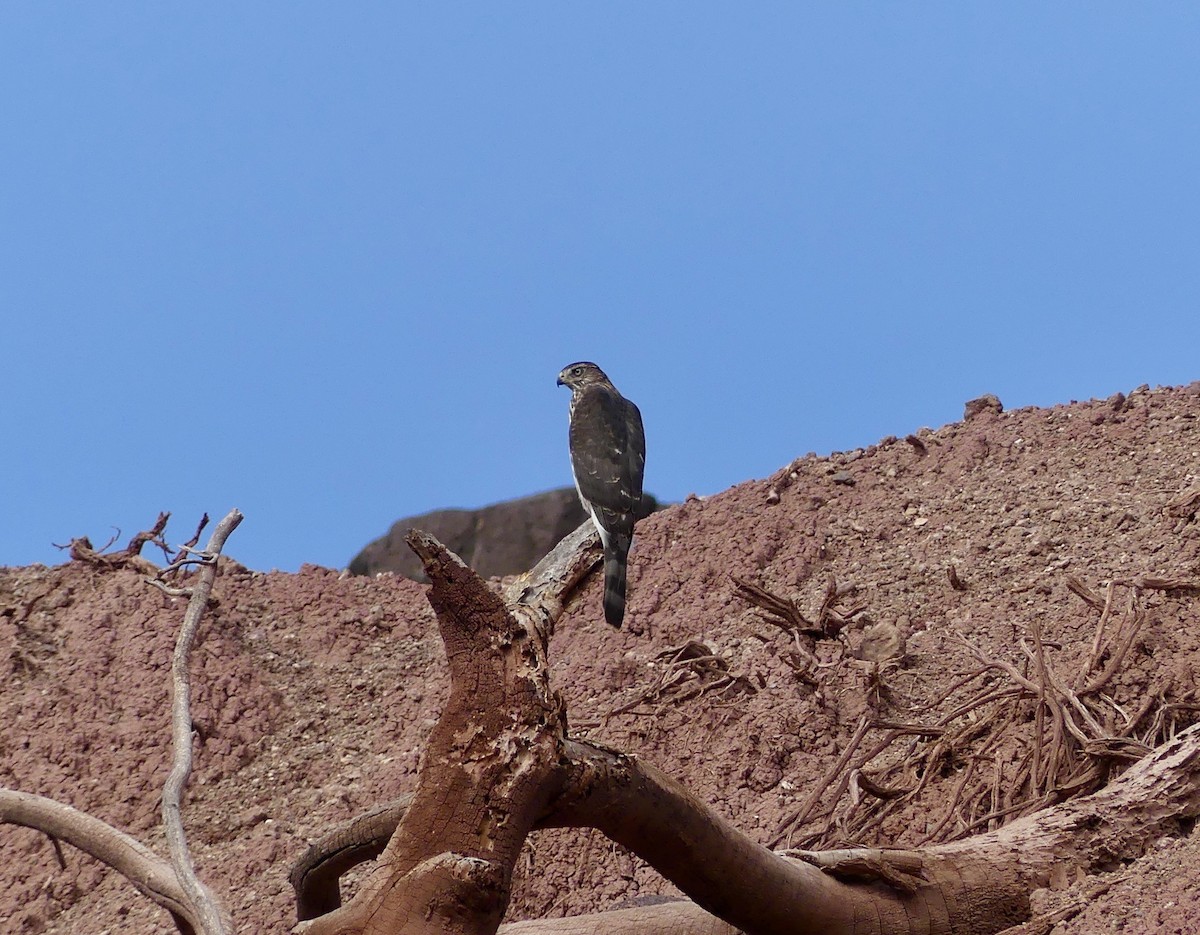 Cooper's Hawk - Erik Haney