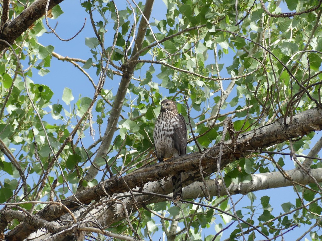 Cooper's Hawk - ML613111602