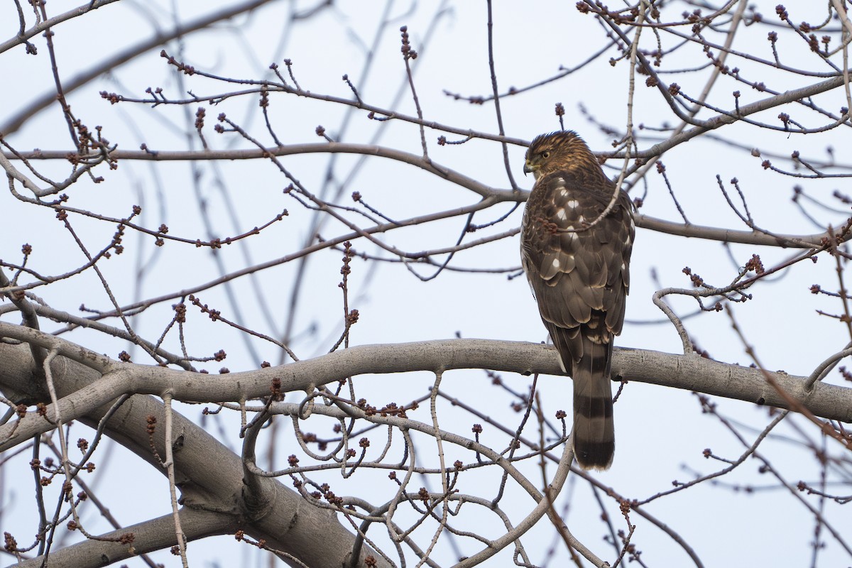 Cooper's Hawk - ML613111608