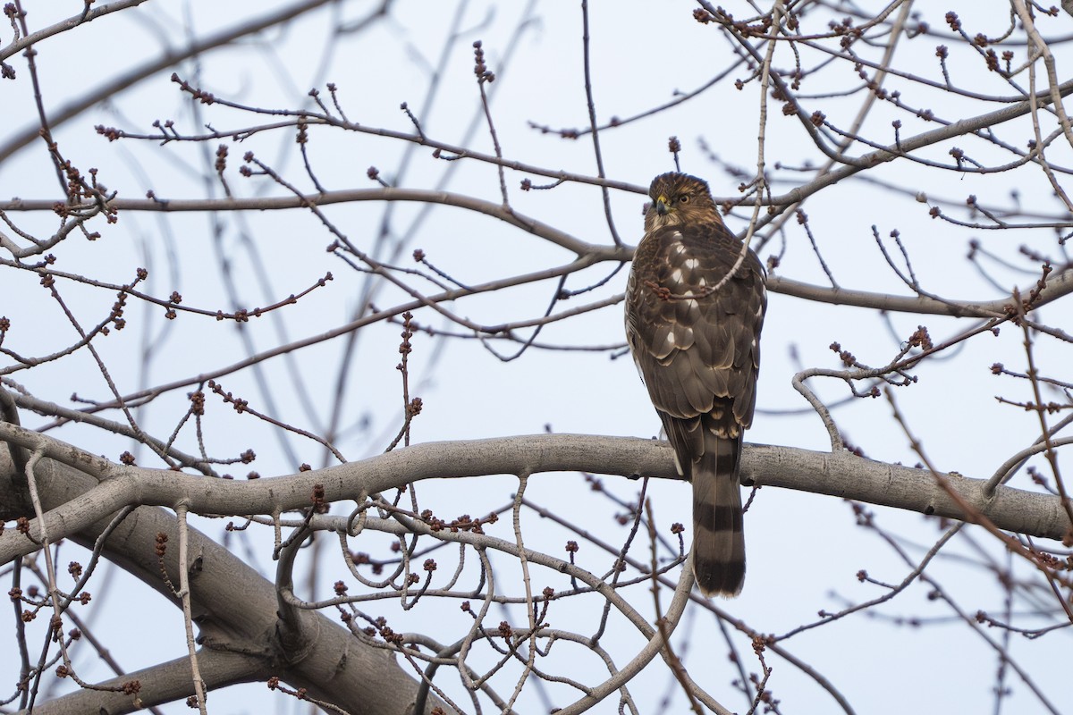 Cooper's Hawk - ML613111609