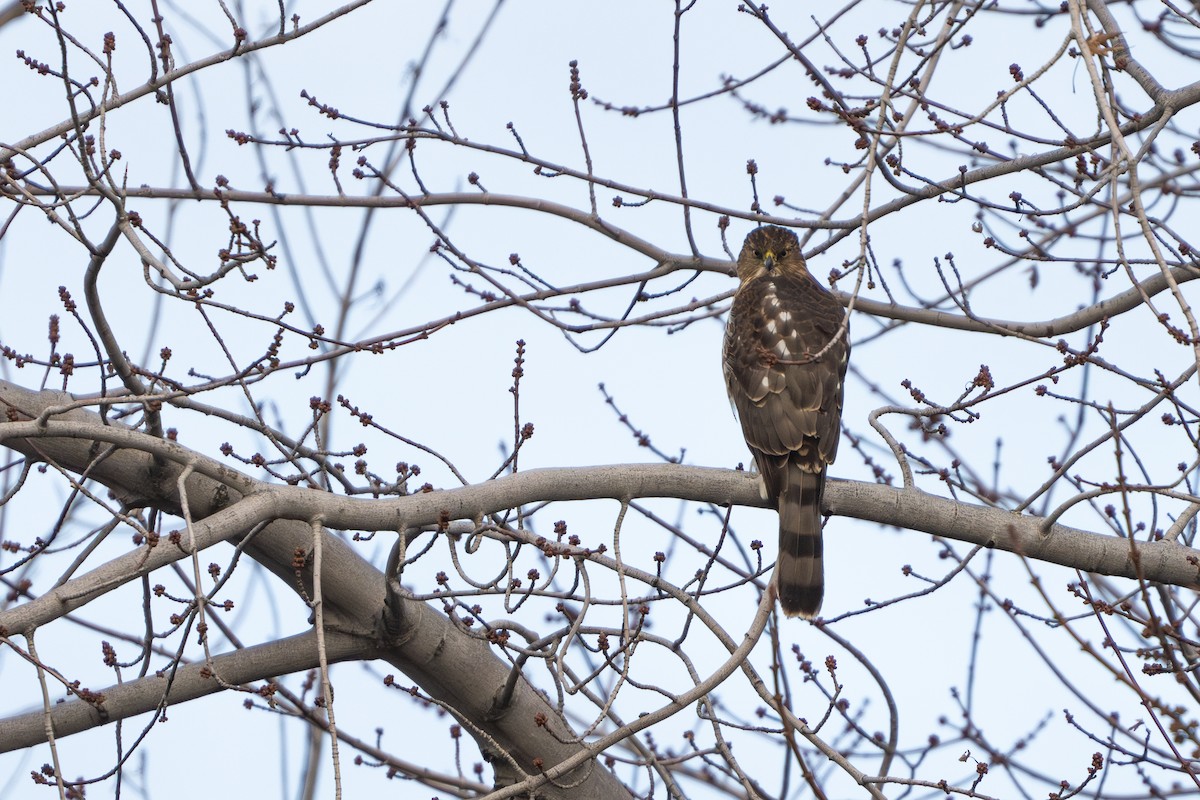 Cooper's Hawk - ML613111610