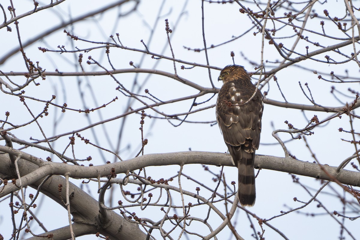 Cooper's Hawk - ML613111611