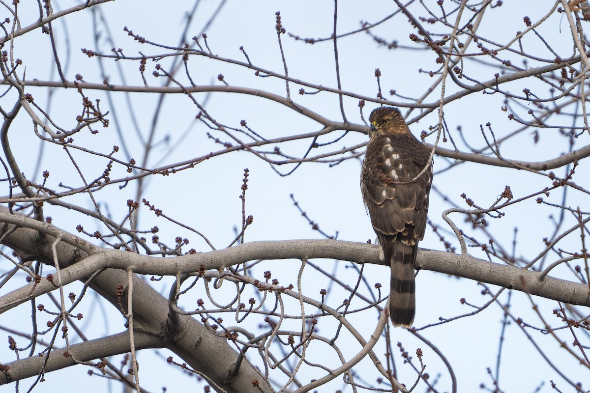 Cooper's Hawk - ML613111612