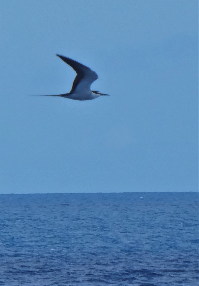 Bridled Tern - ML613111644