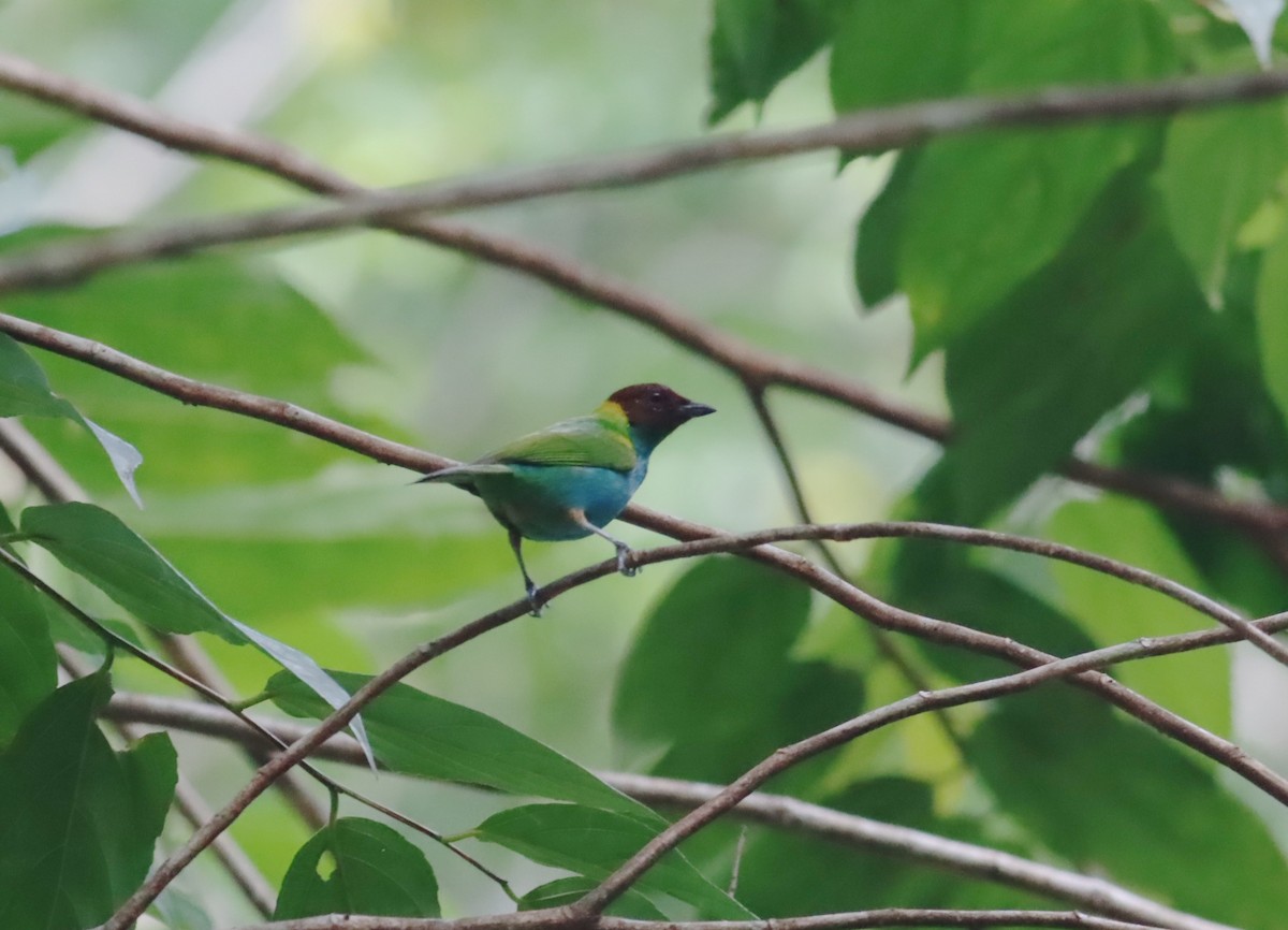 Bay-headed Tanager - ML613111653