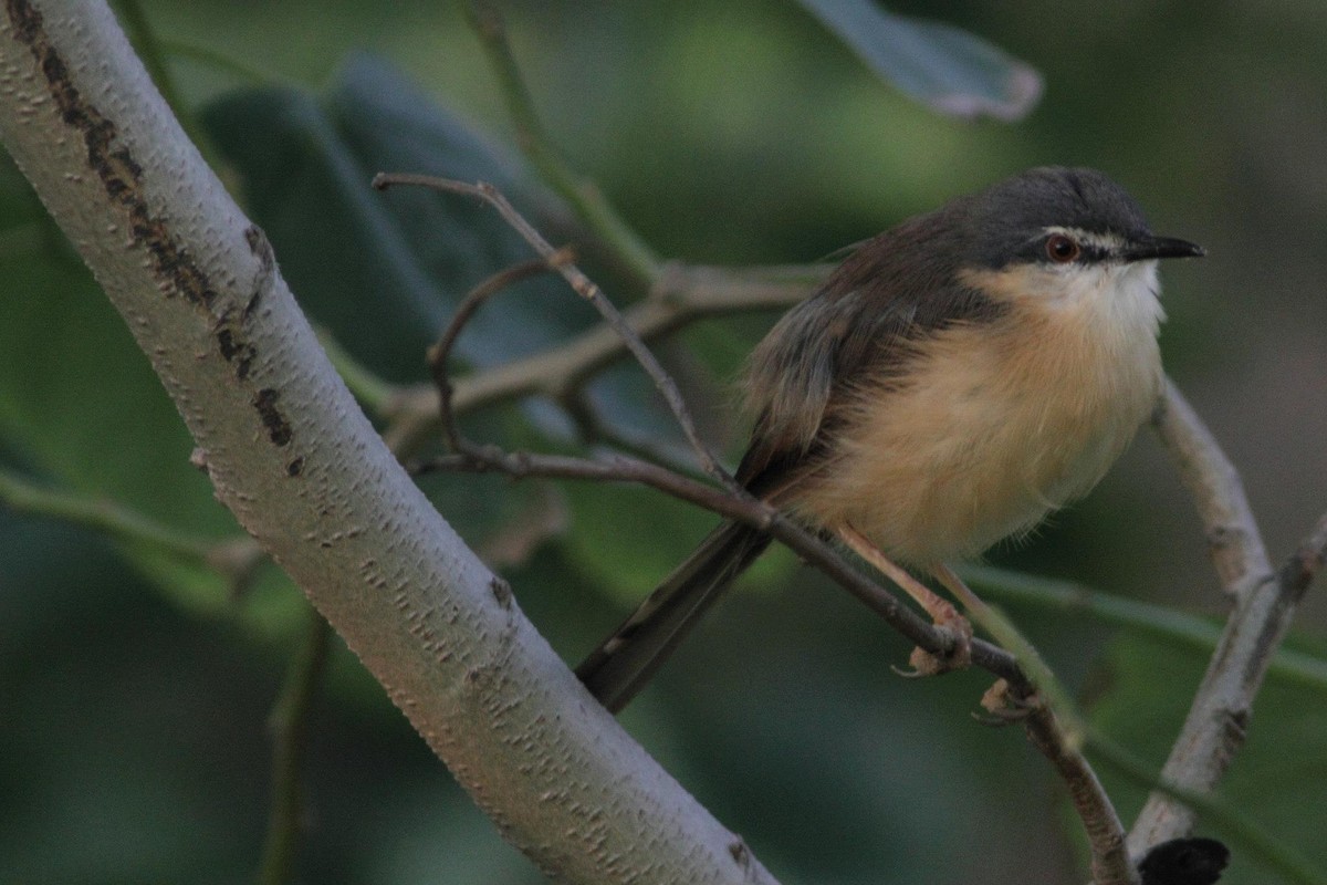 Ashy Prinia - ML613111654