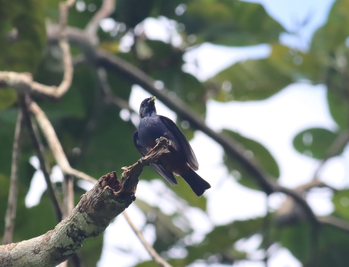 Opal-rumped Tanager - ML613111721