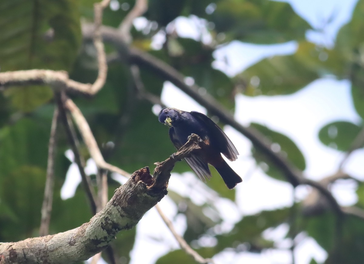 Opal-rumped Tanager - ML613111722