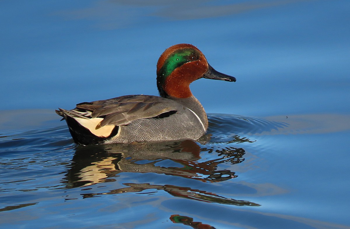 Green-winged Teal - Martha Keller