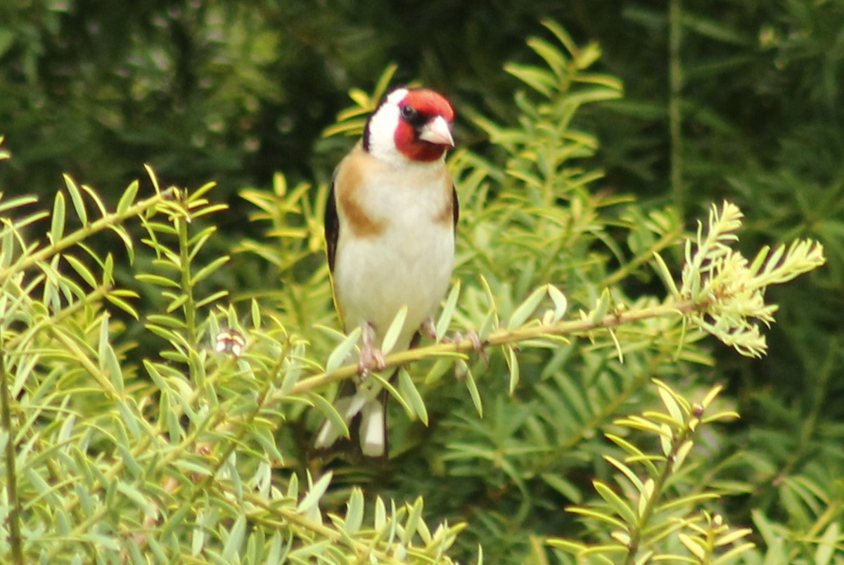 stillits - ML613111754