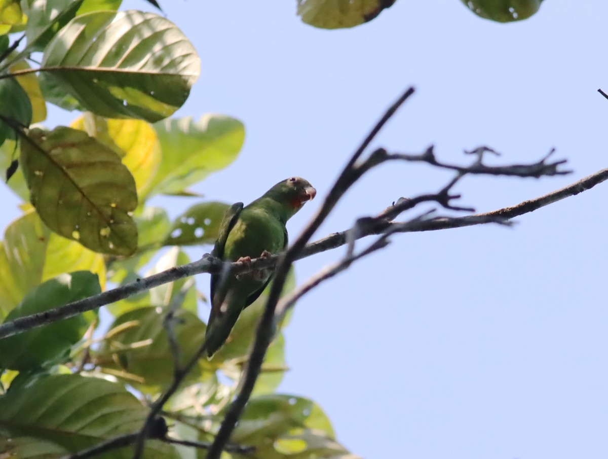 Cobalt-winged Parakeet - ML613111828