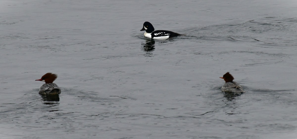 Common Merganser - ML613111891