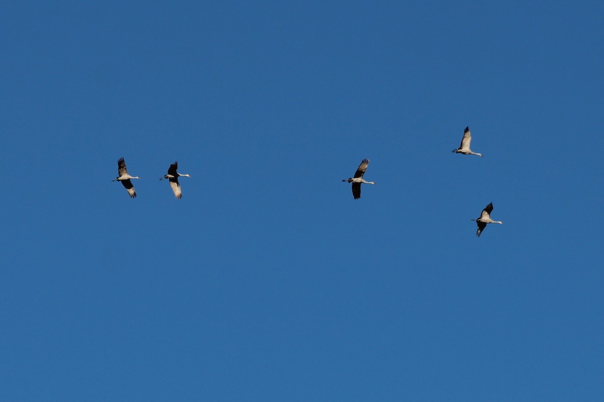 Sandhill Crane - ML613111942